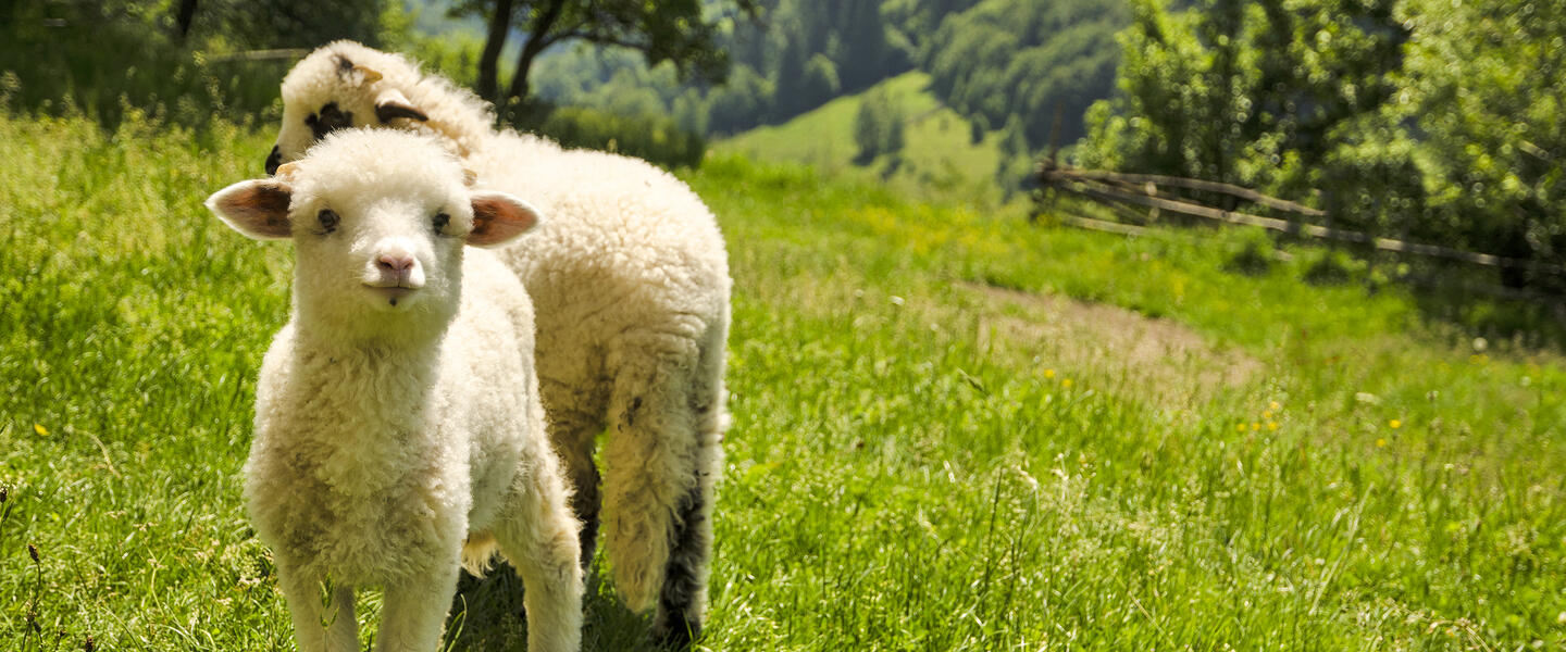Rumänien - von Siebenbürgen zu den Moldauklöstern Rumänien - von Siebenbürgen zu den Moldauklöstern
