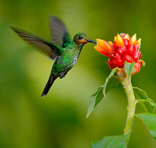 Costa Rica ─ Wandern im grünen Paradies