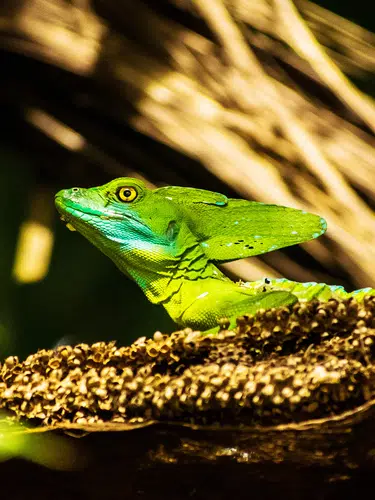 Costa Rica und Nicaragua - Naturschätze und Kulturerbe 2026