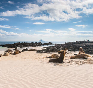 Ecuador und Galápagos zum Kennenlernen