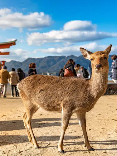 Japan zum Kennenlernen