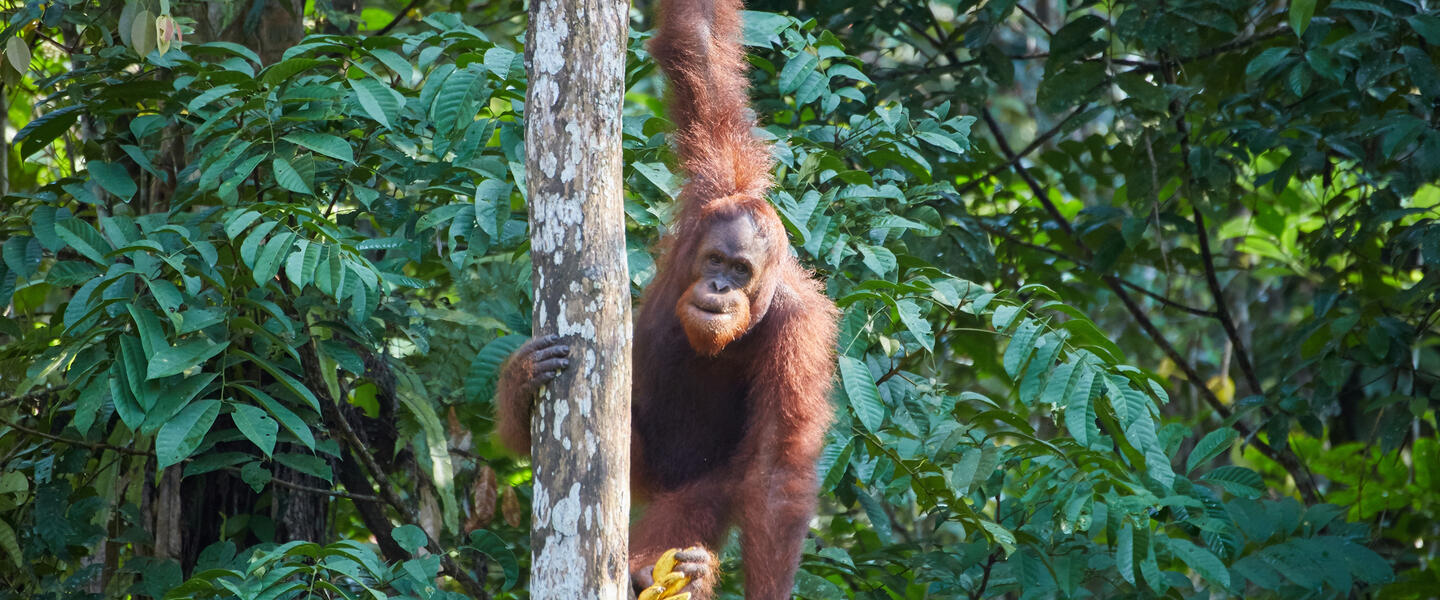 Naturparadies Borneo