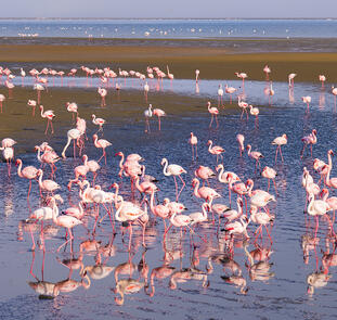 Namibia - Atlantik, Dünen und wilde Tiere Namibia - Atlantik, Dünen und wilde Tiere