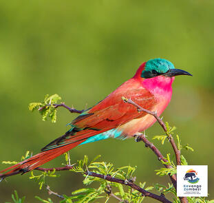 Namibia - von Windhoek zu den Victoria-Fällen