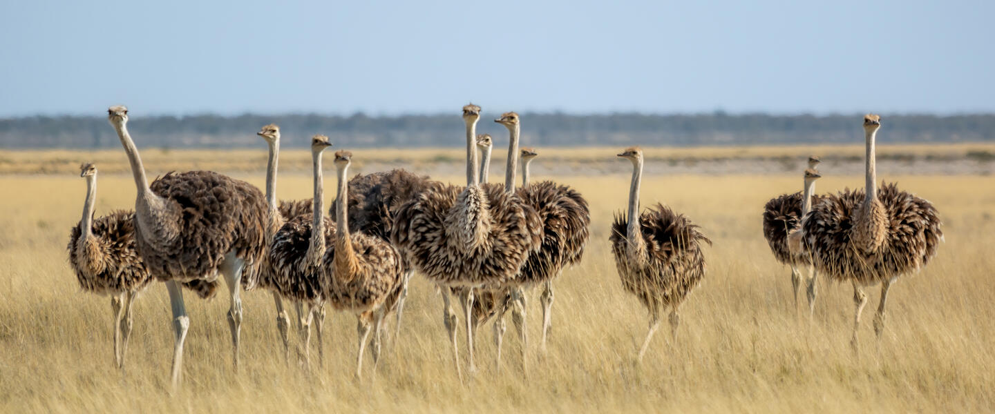 Naturschätze im südlichen Afrika