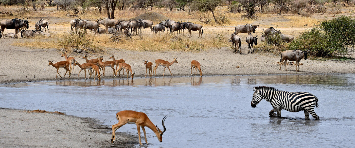 Südafrika - freie Wildnis und Indischer Ozean