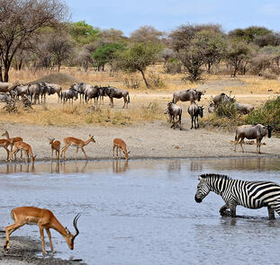 Südafrika - freie Wildnis und Indischer Ozean