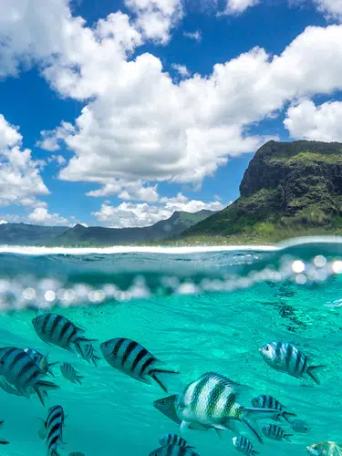 Südafrika und Mauritius