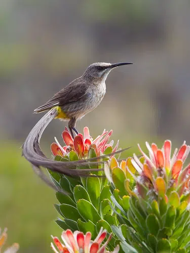 Wunderwelt Südafrika