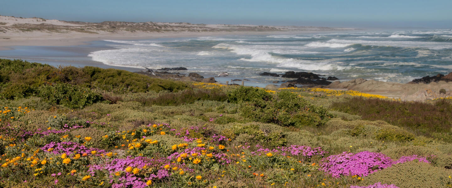 Rooibos Rhapsodie - Teezeit in Südafrika