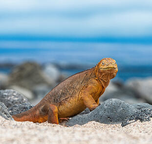 Peru und Ecuador - von Machu Picchu zu den Galápagos-Inseln