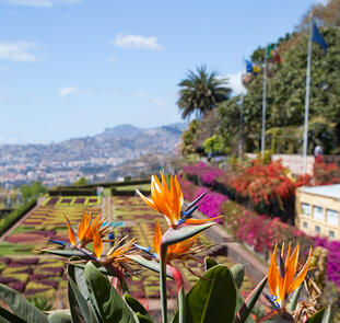 Blumeninsel Madeira