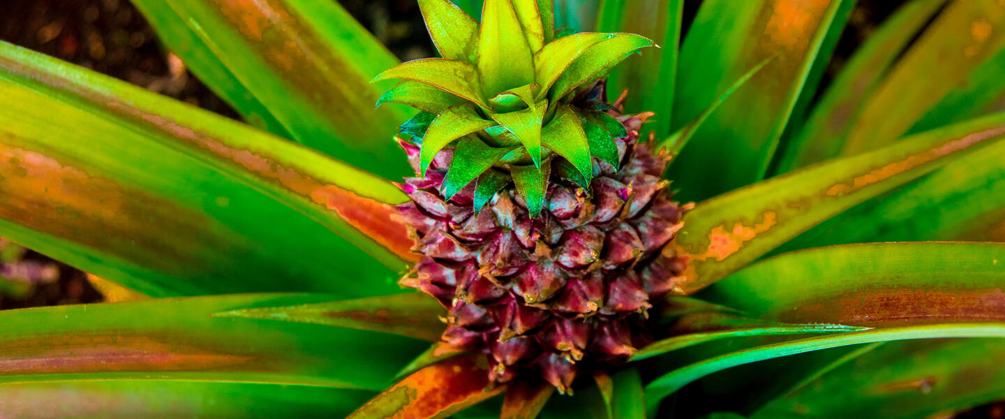 Azoren ─ schöne Grüne im Atlantik