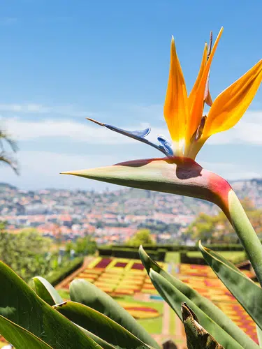 Blumenparadies Madeira und die kleine Schwester Porto Santo