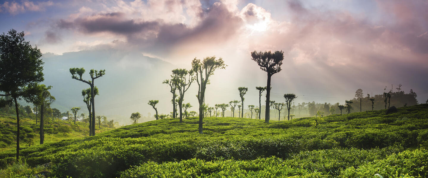 Sri Lanka - im Reich des Ceylon-Tees Sri Lanka - im Reich des Ceylon-Tees