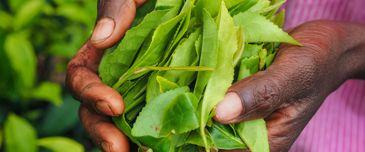 Sri Lanka - im Reich des Ceylon-Tees Sri Lanka - im Reich des Ceylon-Tees