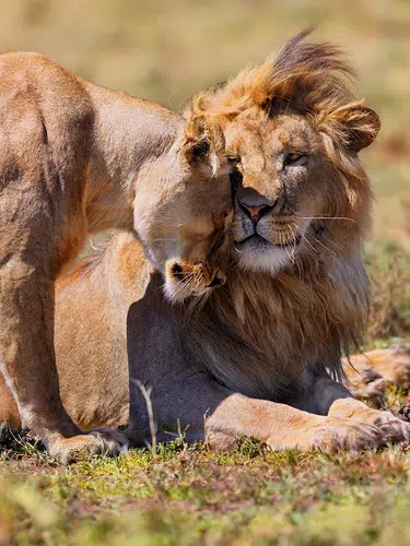 Tansania und Sansibar - von der Serengeti zum Indischen Ozean