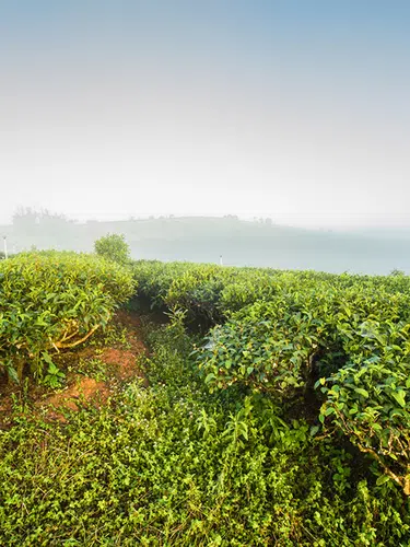 China - zu den Ursprüngen der Teekultur in Yunnan
