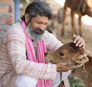 Indien ─ wo die Kühe heilig sind Indien ─ wo die Kühe heilig sind