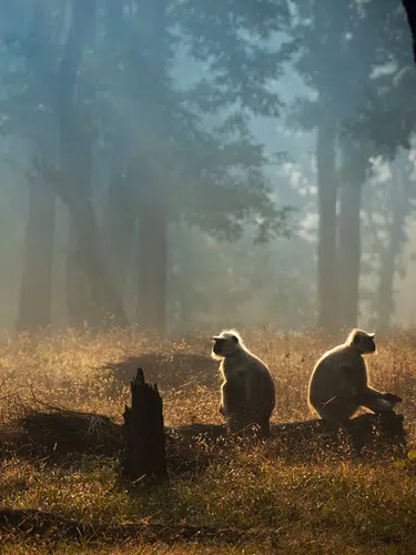 Indien - wo die wilden Tiere wohnen