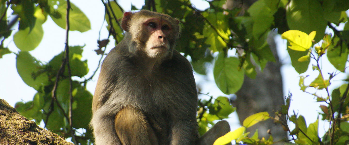 Indien - Rajasthan mit Flair