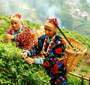 Indien - Tea Time in Assam, Darjeeling und Sikkim