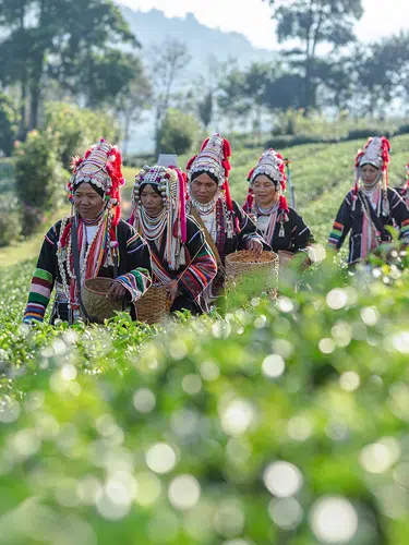 Thailands Teeschätze - eine aromatische Reise