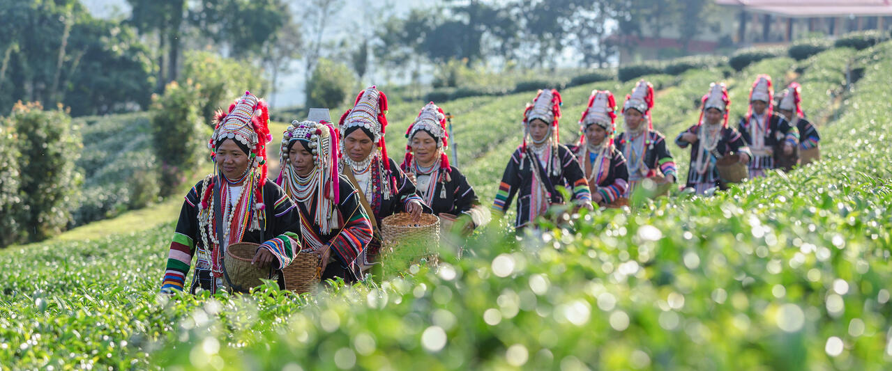 Thailands Teeschätze - eine aromatische Reise