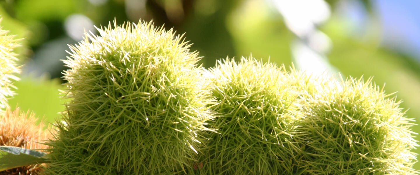 Neuseeländische Impressionen Neuseeländische Impressionen