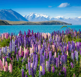 Die große Neuseelandreise