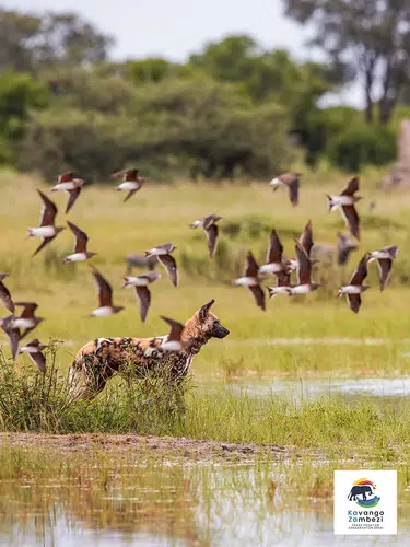 Botswana und Simbabwe - donnernder Rauch und Okavango-Delta