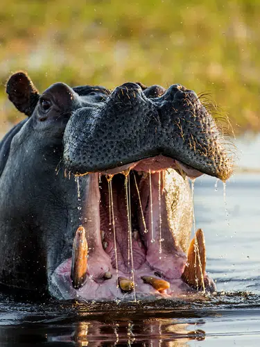Botswana und Simbabwe - donnernder Rauch und Okavango-Delta
