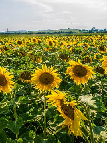 Rumänien ─ das Land der Vielfalt ausführlich erleben
