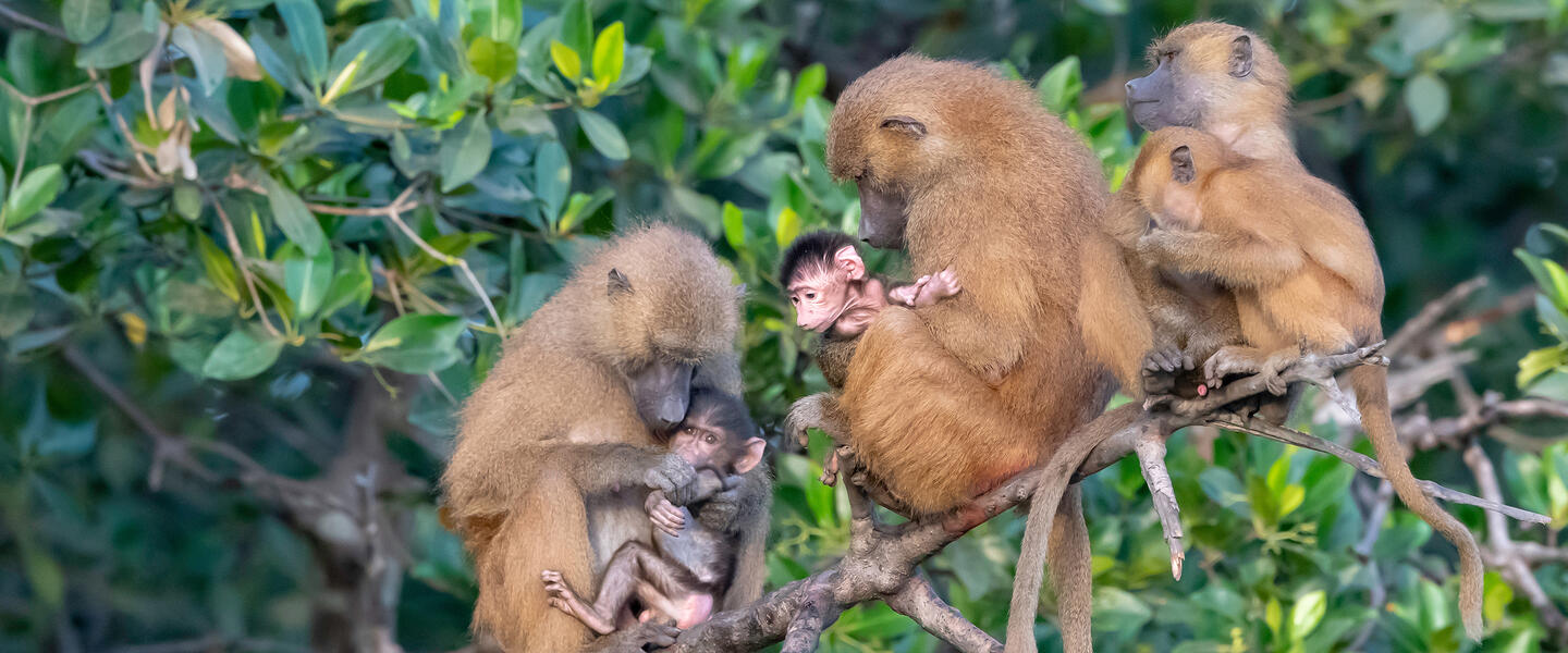 Senegal und Gambia - Westafrika erleben