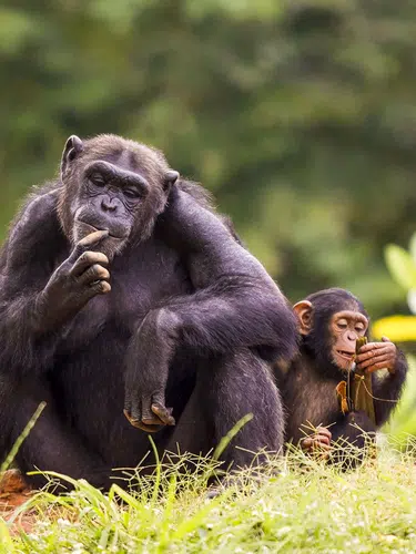 Uganda - im Land der Berggorillas