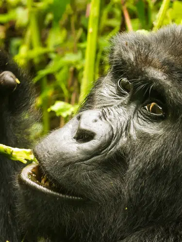 Uganda - im Land der Berggorillas