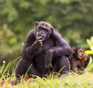 Uganda - im Land der Berggorillas