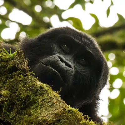 Uganda und Sansibar - vom Land der Berggorillas nach Sansibar