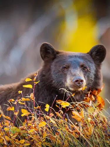 Höhepunkte Westkanadas