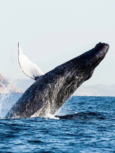 Mexiko: Baja California Sur - unbekanntes Naturparadies