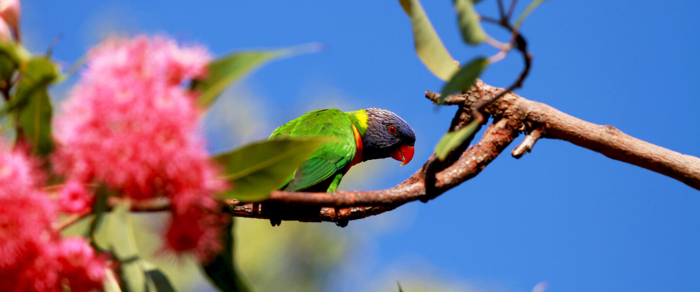 Umfassendes Australien Umfassendes Australien