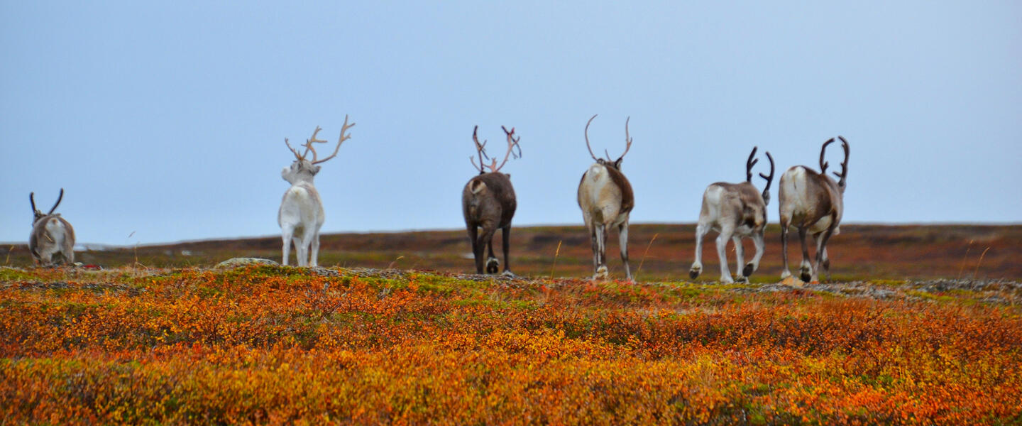 Fjorde, Lofoten und Nordkap