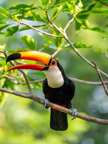 Naturparadies Pantanal
