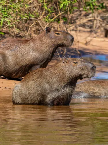 Naturparadies Pantanal