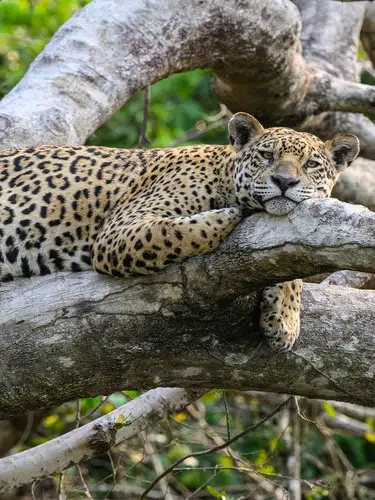 Naturparadies Pantanal