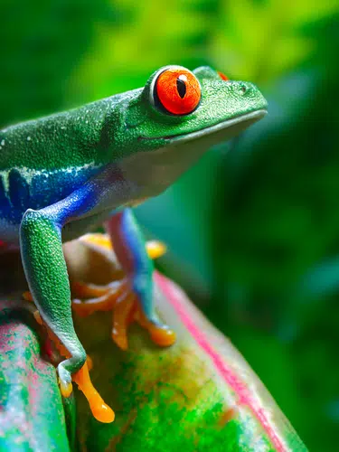 Naturparadies Costa Rica privat erleben