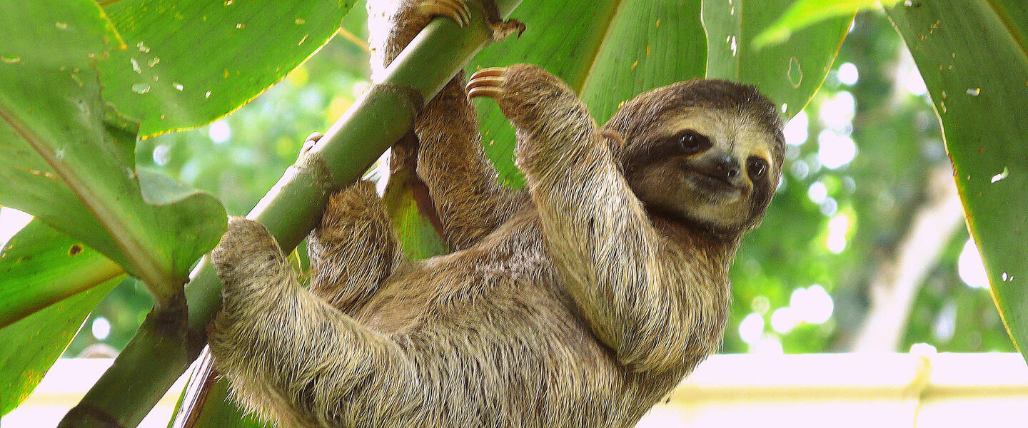 Costa Rica - im Herzen der Natur privat