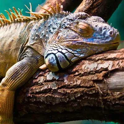 Galápagos auf die bequeme Art