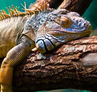 Galápagos auf die bequeme Art