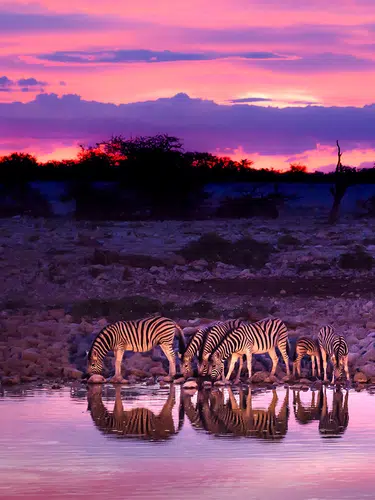 Safarierlebnis Krüger-Nationalpark